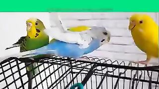 Beautiful birds