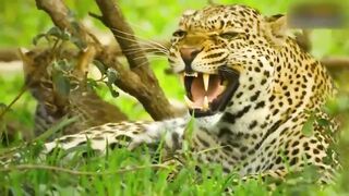 Mother Leopard Save Her Baby Fail and Hunt bird Eagle To Revenge _ 1002 Animals