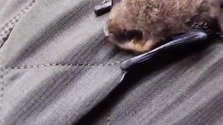the best mouse.