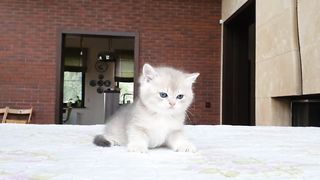Cat fanny video