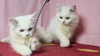 Cat fanny video