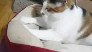 Cat fanny video
