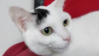 Cat fanny video