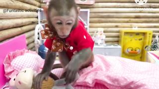 Monkey beats,animals home ,Funtastic monkey