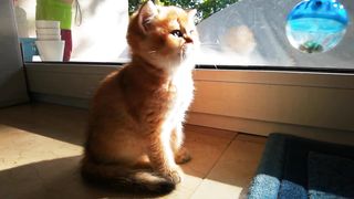 Cat fanny video