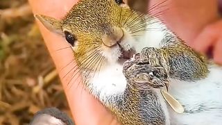 Animals Fails | Funny Animal video|Khaby lame Reaction