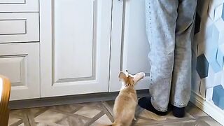 patient little fox.