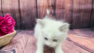 fanny video