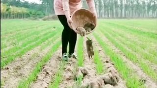 Funny Rabbits