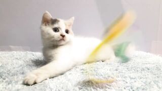 fanny video