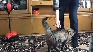 stroke, don't be afraid, he loves everyone.
