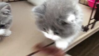 fanny video