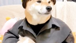 Dogs funny cloches