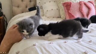 fanny video