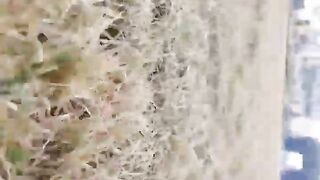 Nature Cinematic Video