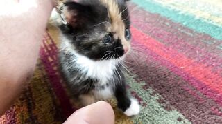 fanny video