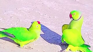 New prior video viral short beautiful rueal shorts viral short beautiful songs