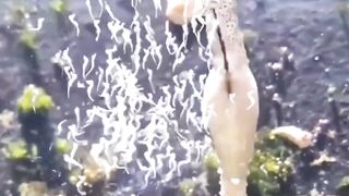 Amazing Fish