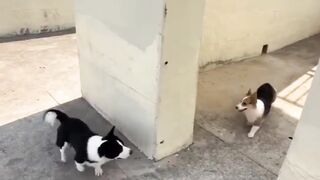 Animal Playing games