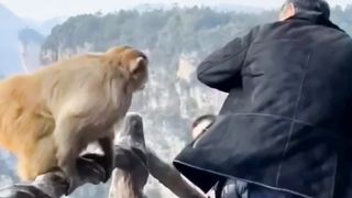 Funny Dog & Monkey # Videos  ???? - ???? ???? ???????????????? Bast1