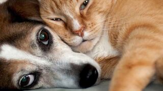Funny Cat & Monkey # Videos  ????  -  ???? ???? ???????????? ???? part3