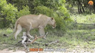 Rare Lion Birth Caught on Camera