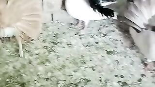 White pigeon