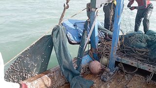 Mangroves salmon fish crabs