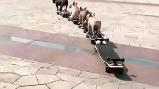 Dogs fun
