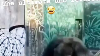 funny Monkey ????????????????????????????
