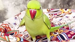 Parrot talking natural voice|parrot sound
