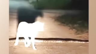 Animals_Funny_Moment-36