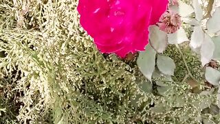 Beautiful resoe flowers