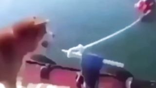 Animals_Funny_Moments-4