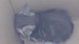 the dog found a kitten.
