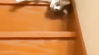 Animals_funny_moments-7
