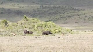 Buffalo versus lion