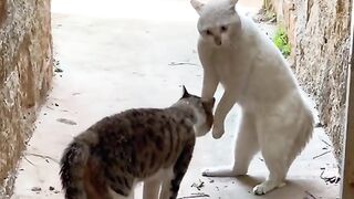Cat Funny Video
