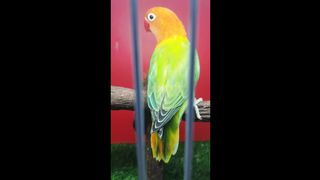 Beautiful Parrots
