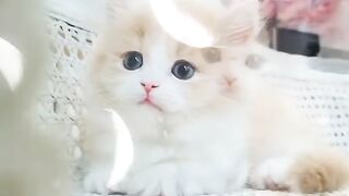 Cute Cat