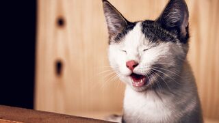 -- You Definitely Laugh_ I Believe In It  - Funniest Videos -- - Best Part