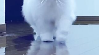 2023 best cat
