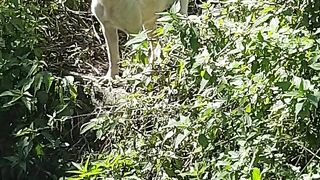 A white dog