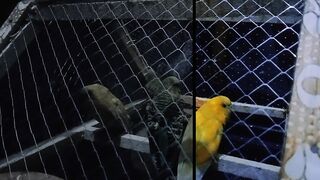 australian parrots. Khizarfamily