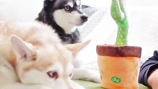 Dog Funny Video