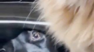 Dog & Cat
