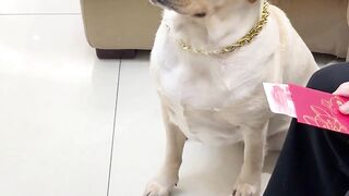Funny ???? dog screaming febspot  cliver dog the funny dog
