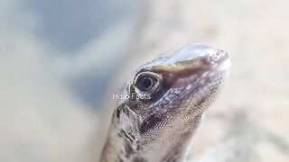 Unique animal