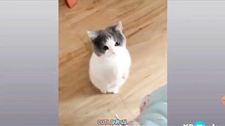Dog cat funny  vidio,,crush your tummy