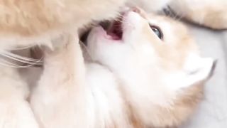 Cats mother Love